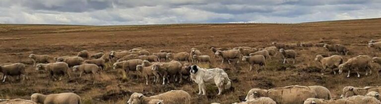 sheepdog